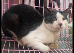 臺北市動物之家,編號:439281, 混種貓                 