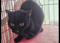 臺北市動物之家,編號:439509, 混種貓                 
