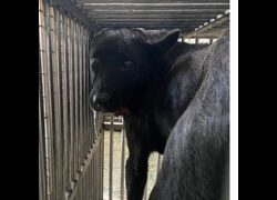 臺南市動物之家善化站,編號:439565, 混種犬          
