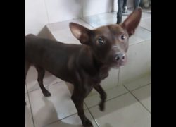 臺南市動物之家灣裡站,編號:439503, 混種犬          