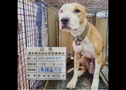 雲林縣流浪動物收容所,編號:439853, 比特犬