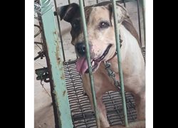 雲林縣流浪動物收容所,編號:399976, 比特犬