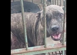 雲林縣流浪動物收容所,編號:364157, 比特犬