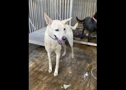臺南市動物之家善化站,編號:440076, 混種犬          