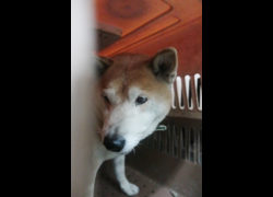 宜蘭縣流浪動物中途之家,編號:440383, 柴犬                  
