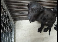 高雄市燕巢動物保護關愛園區,編號:441031, 混種犬          