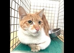 臺北市動物之家,編號:441646, 混種貓                 
