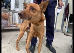 臺北市動物之家,編號:441921, 混種犬          