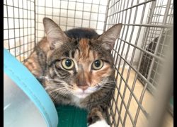 臺北市動物之家,編號:441939, 混種貓                 