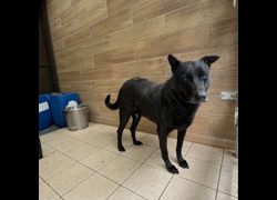 新北市瑞芳區公立動物之家,編號:442471, 混種犬          