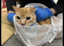臺北市動物之家,編號:442545, 混種貓                 