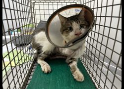 臺北市動物之家,編號:442701, 混種貓                 