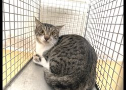 臺北市動物之家,編號:442807, 混種貓                 