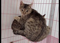 臺北市動物之家,編號:443006, 混種貓                 