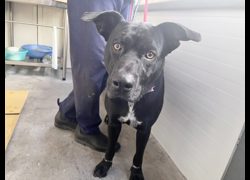 臺北市動物之家,編號:443094, 混種犬          