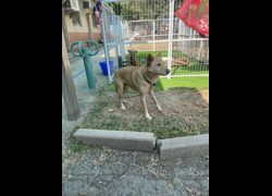 臺南市動物之家善化站,編號:443149, 混種犬          