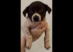 花蓮縣狗貓躍動園區,編號:443243, 混種犬          