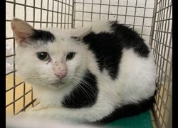 臺北市動物之家,編號:443419, 混種貓                 