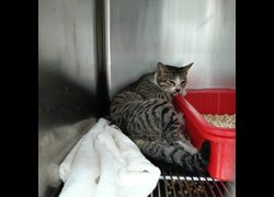 新竹市動物保護教育園區,編號:443862, 混種貓                 