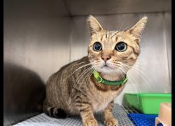 桃園市動物保護教育園區,編號:444365, 混種貓                 