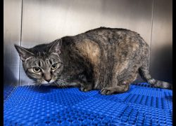 桃園市動物保護教育園區,編號:444496, 混種貓                 