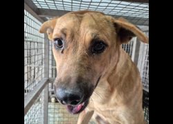 臺南市動物之家善化站,編號:444820, 混種犬          
