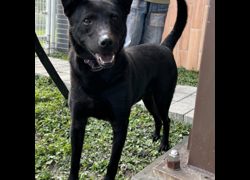 新北市瑞芳區公立動物之家,編號:444851, 混種犬          