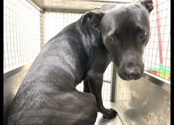 臺北市動物之家,編號:444896, 混種犬          