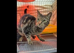 新北市八里區公立動物之家,編號:444898, 混種貓                 