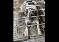 臺南市動物之家善化站,編號:444983, 混種犬          