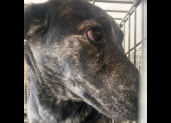 臺南市動物之家善化站,編號:445070, 混種犬          