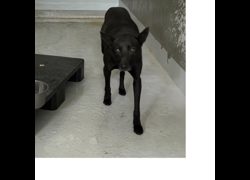 基隆市寵物銀行,編號:445184, 混種犬          