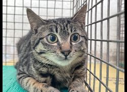 臺北市動物之家,編號:446117, 混種貓                 