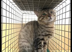 臺北市動物之家,編號:447268, 混種貓                 