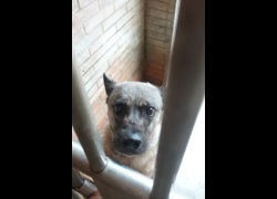 宜蘭縣流浪動物中途之家,編號:447506, 混種犬          
