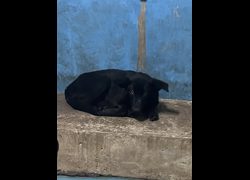苗栗縣動物保護教育園區,編號:447631, 混種犬          