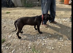 臺南市動物之家善化站,編號:447951, 混種犬          