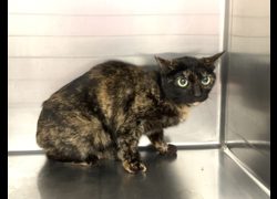 臺北市動物之家,編號:447978, 混種貓                 