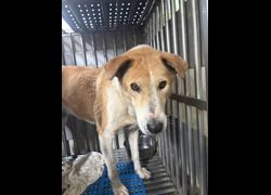 新北市淡水區公立動物之家,編號:447780, 混種犬          