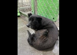 臺東縣動物收容中心,編號:448036, 混種犬          