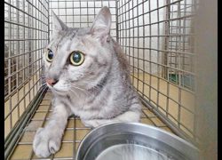 臺北市動物之家,編號:448050, 混種貓                 