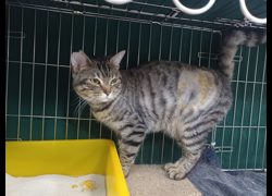 新北市板橋區公立動物之家,編號:448175, 混種貓                 