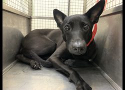 臺北市動物之家,編號:448322, 混種犬          