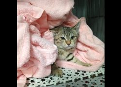 新北市板橋區公立動物之家,編號:448391, 混種貓                 