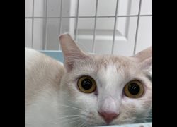 新北市新店區公立動物之家,編號:448510, 混種貓                 