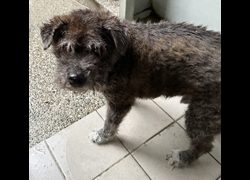 臺中市動物之家南屯園區,編號:448561, 混種犬          