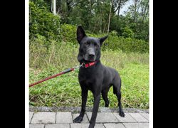 新北市瑞芳區公立動物之家,編號:448747, 混種犬          