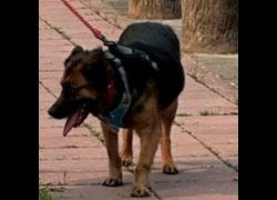 連江縣動物之家,編號:197133, 混種犬          