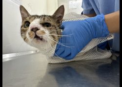 臺北市動物之家,編號:449582, 混種貓                 