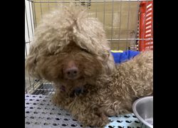 新北市新店區公立動物之家,編號:450081, 貴賓犬        
